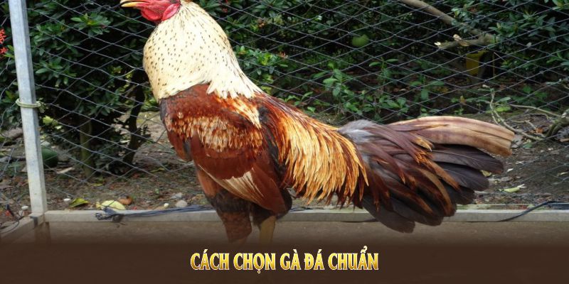 cách chọn gà đá chuẩn