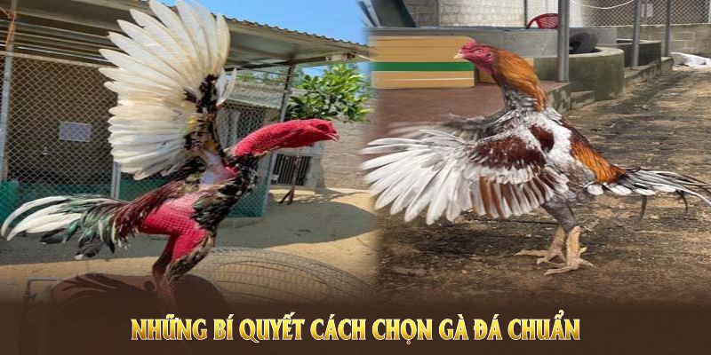 Những bí quyết cách chọn gà đá chuẩn sẽ nâng tầm đẳng cấp chiến kê của bạn