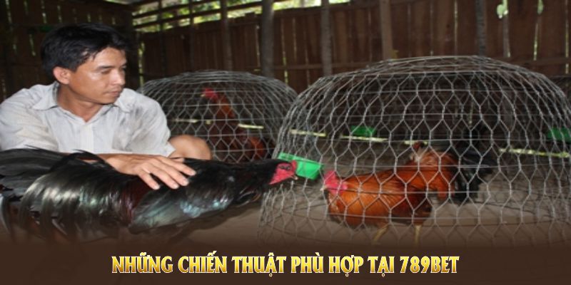 Cách chọn gà đá chuẩn thông qua những chiến thuật phù hợp tại 789BET