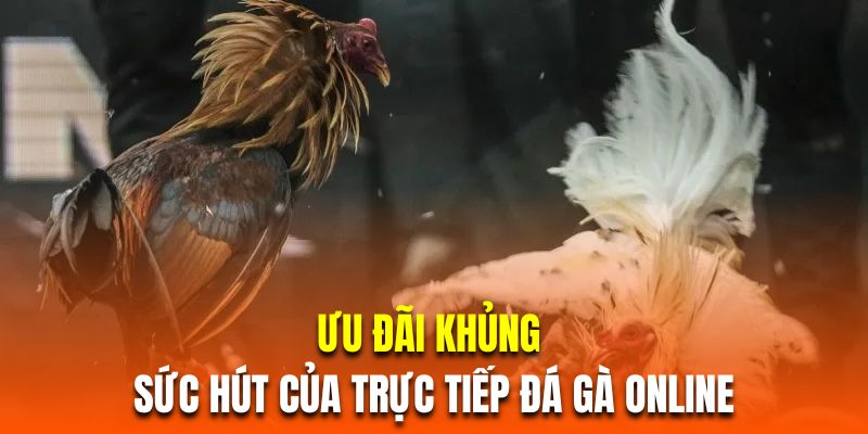 Ưu đãi khủng là sức hút của trực tiếp đá gà online